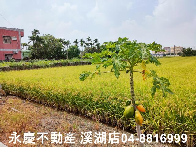 彰化溪湖農地-7