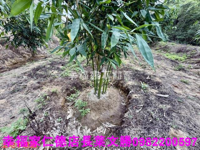 台南關廟農地-6