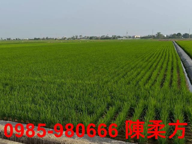 鹿草農地-11
