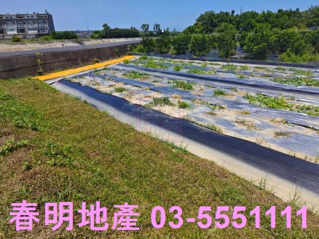 新豐農地-6