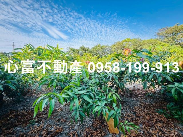 燕巢農地-1