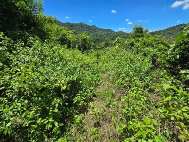 高雄杉林山坡地-4