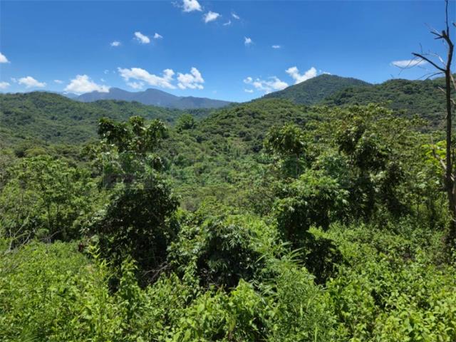 高雄杉林山坡地-7