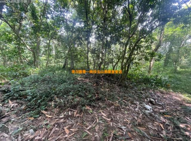 竹山農地-1