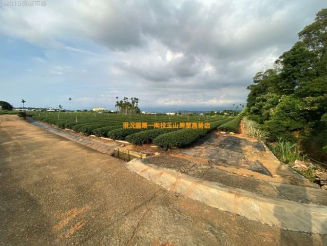 名間藍口巷茶園5分3