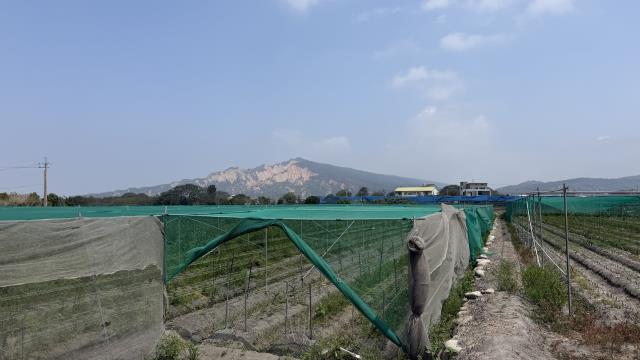 台中后里農地-3