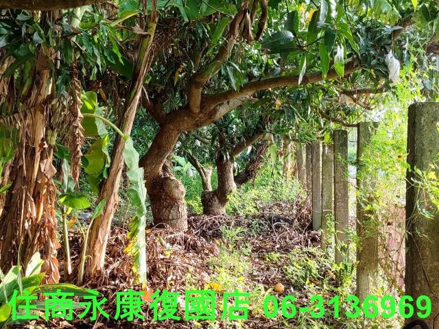 台南新化農地-10