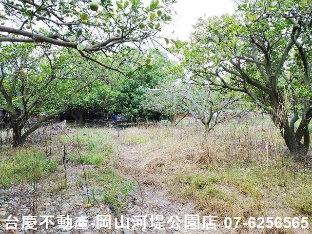 高雄橋頭農地-9