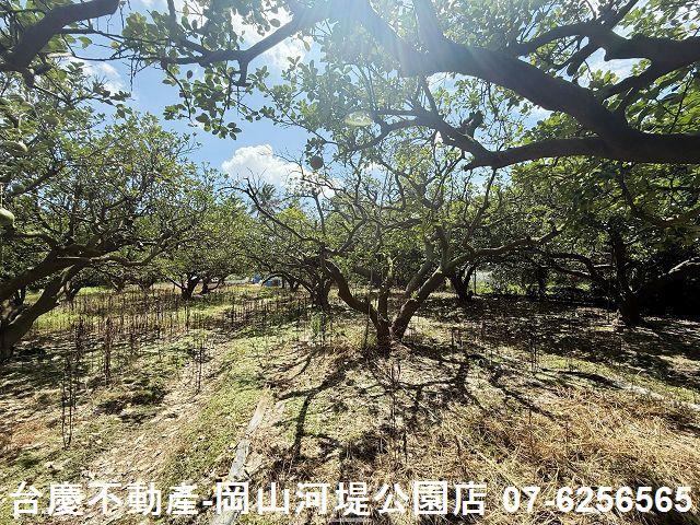 高雄橋頭農地-5