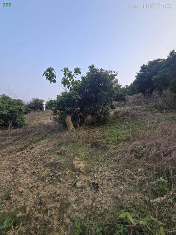 大樹農地-4
