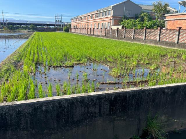 雲林水林農地-3