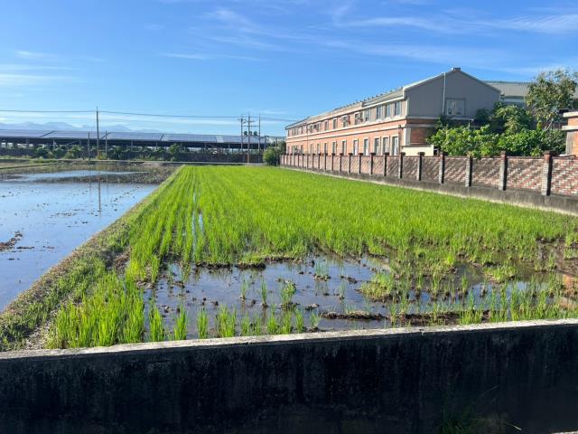雲林水林農地-4