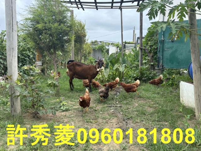 高雄梓官農地-4