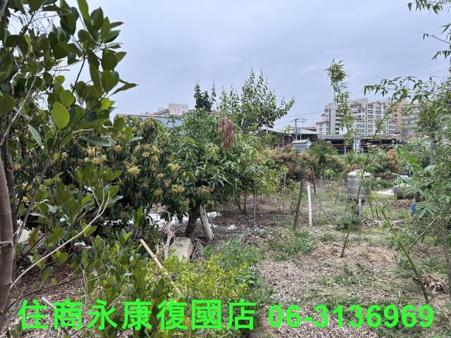 仁德農地-4