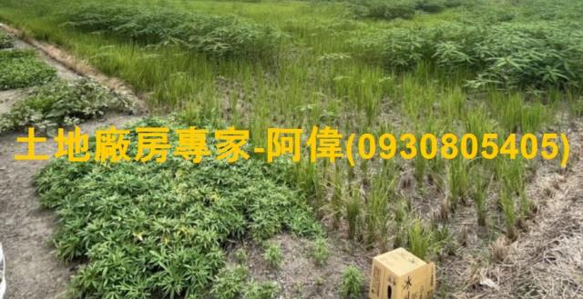 大寮農地-0
