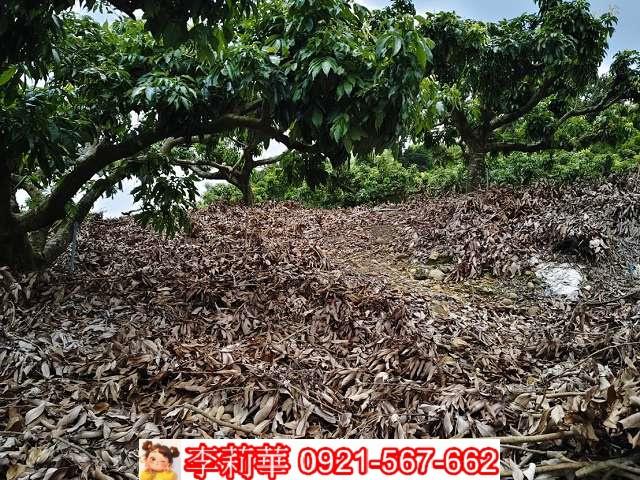 高雄大樹農地-10
