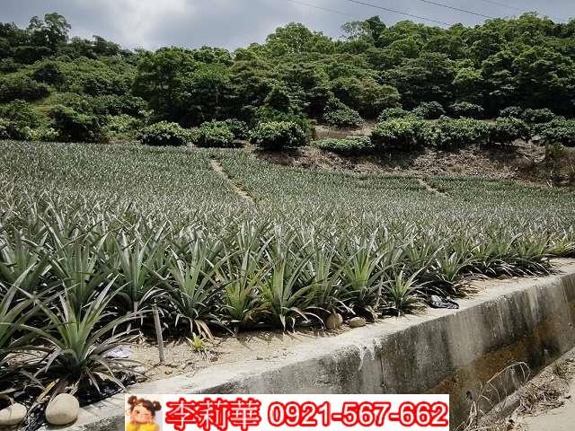 高雄大樹農地-3