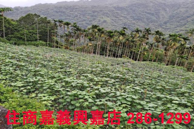 嘉義農地-2
