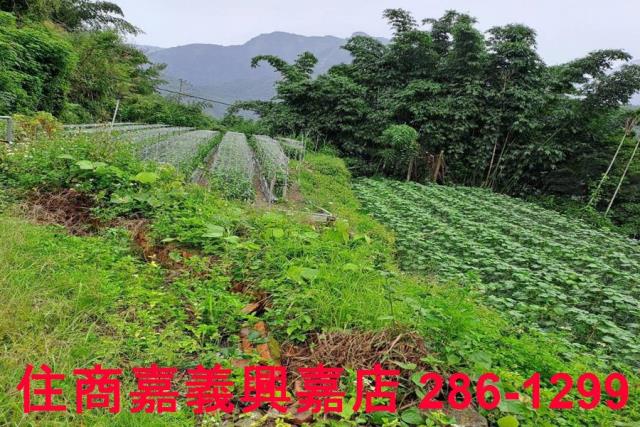 嘉義農地-6