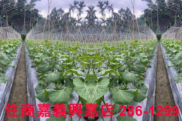 嘉義農地-7