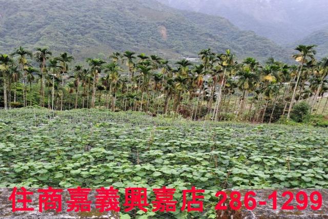 嘉義農地-8