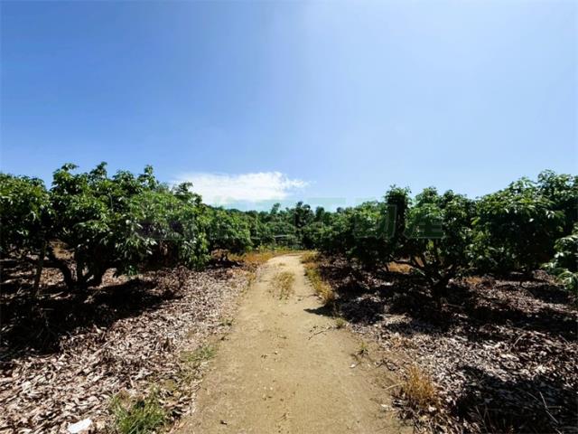 大樹溪埔國中有水有電荔枝園農地