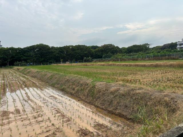 中科日僑方正美田