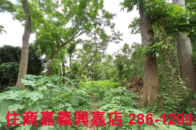 嘉義農地-4
