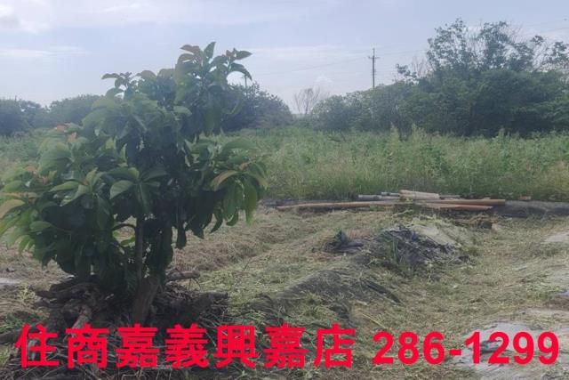 嘉義農地-9