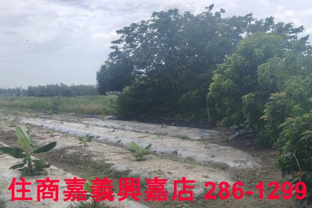 嘉義農地-6