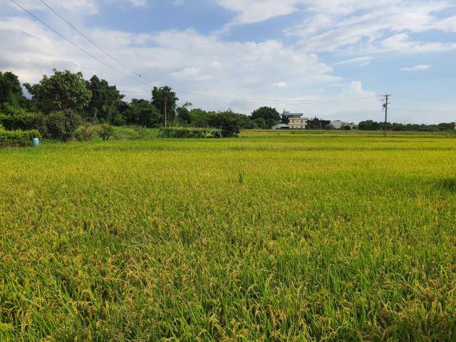 蘆竹農地-5