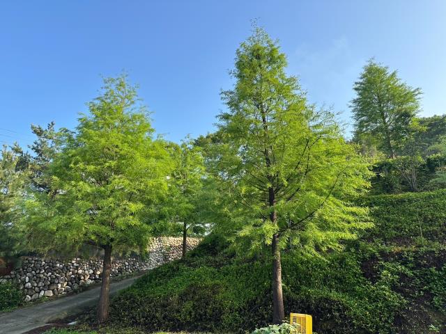 台中東勢農地-9