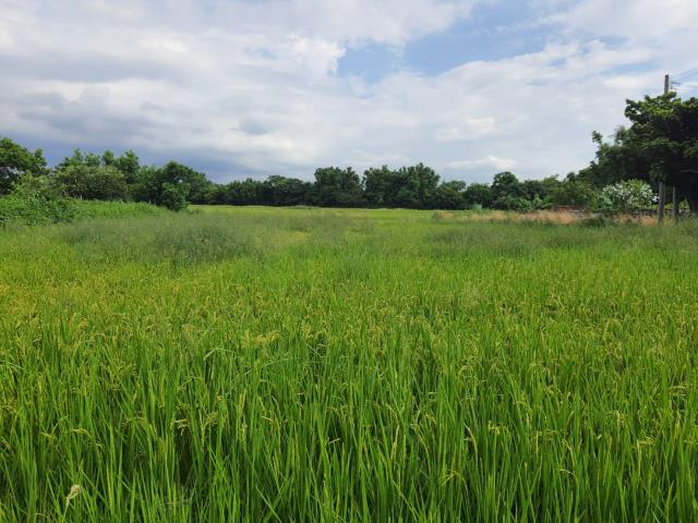 桃園蘆竹農地-1