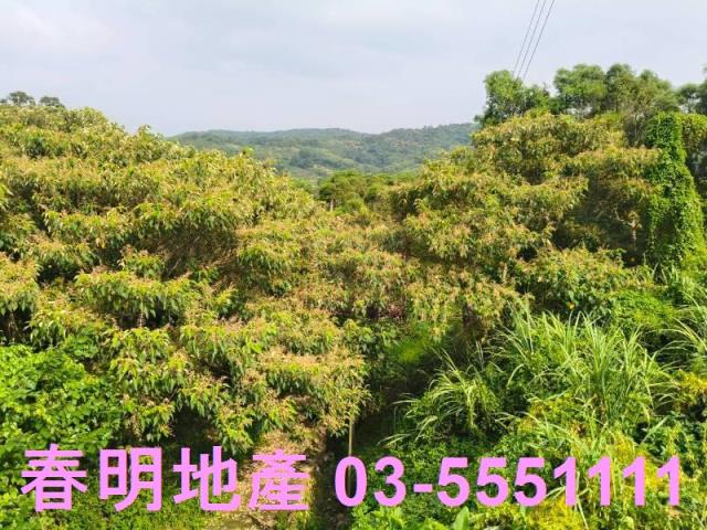 新竹新埔農地-1
