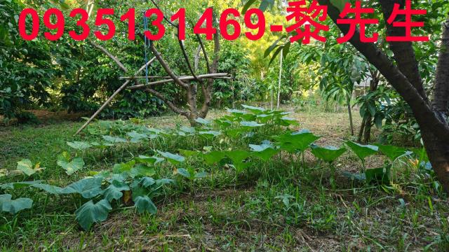 北埔農地-13