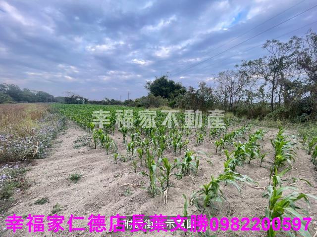 台南新市農地-3