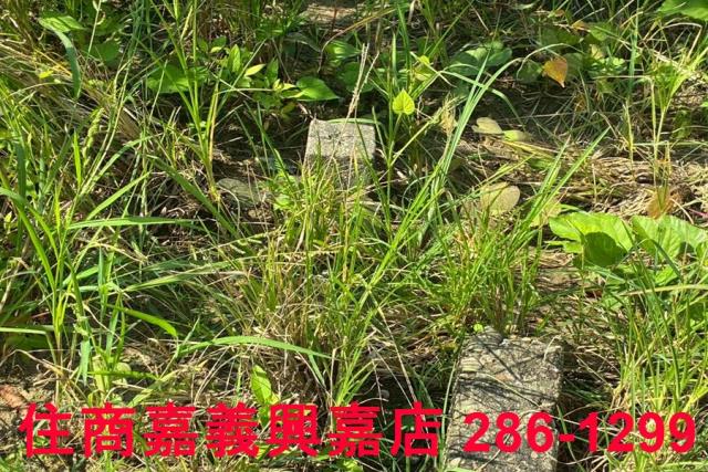 嘉義鹿草農地-7