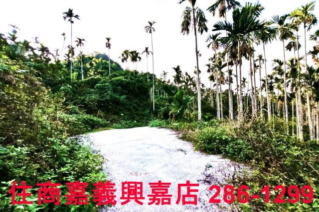 嘉義中埔農地-2