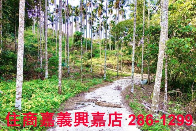 嘉義中埔農地-4