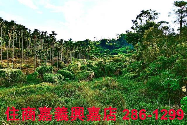 嘉義中埔農地-6
