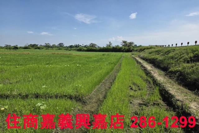 嘉義西區農地-4