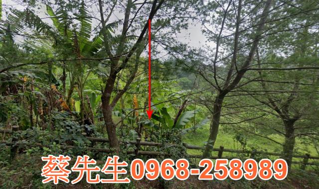 北埔大湖村農地種植農作物果樹