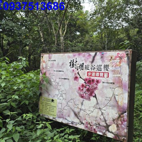 壽豐林地-4
