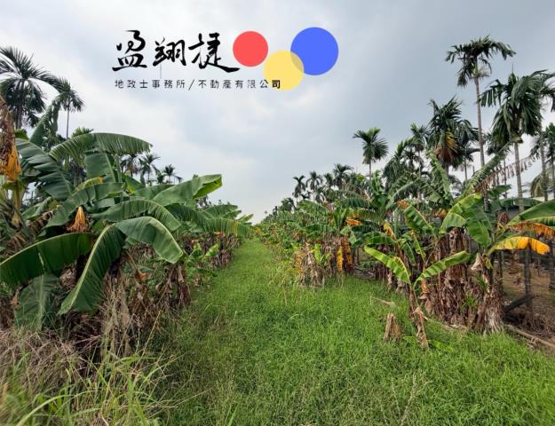 跳傘場的檳榔樹