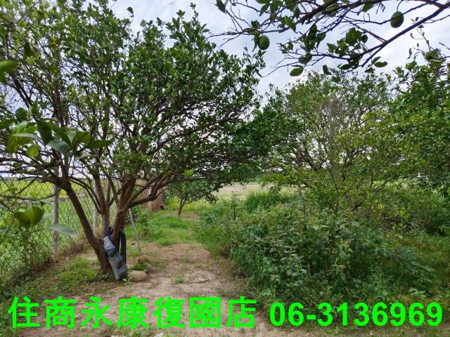 台南佳里農地-6