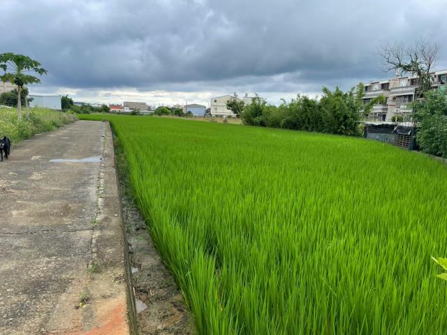 清水農地-9