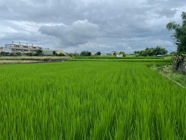 清水農地-14