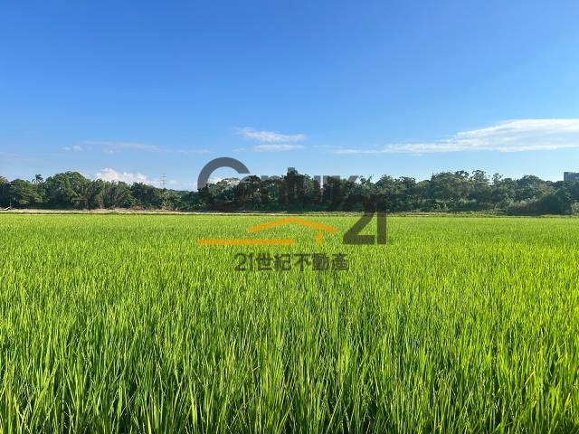 楊梅農地-3