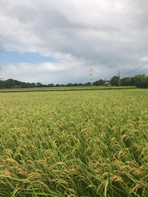 桃園農地-5
