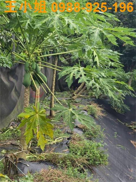 桃園農地-14